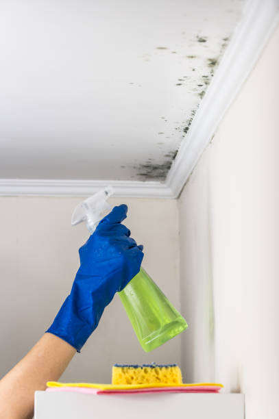 Best Residential Mold Remediation in Center Point, AL